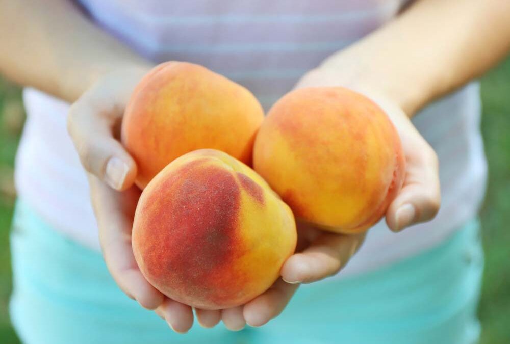 Peach Care Instructions