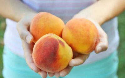 Peach Care Instructions