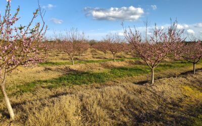 Winter Chilling Hours, Spring in the Peach State