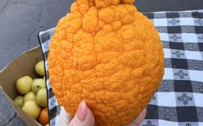 Hometown Market Produce Spotlight