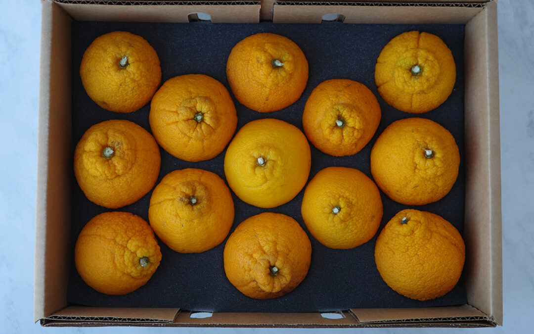 NEW THIS YEAR: GA Shiranuis Shipped to You!