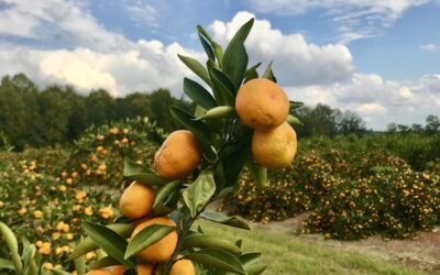 Kishus are Grown in Georgia?!