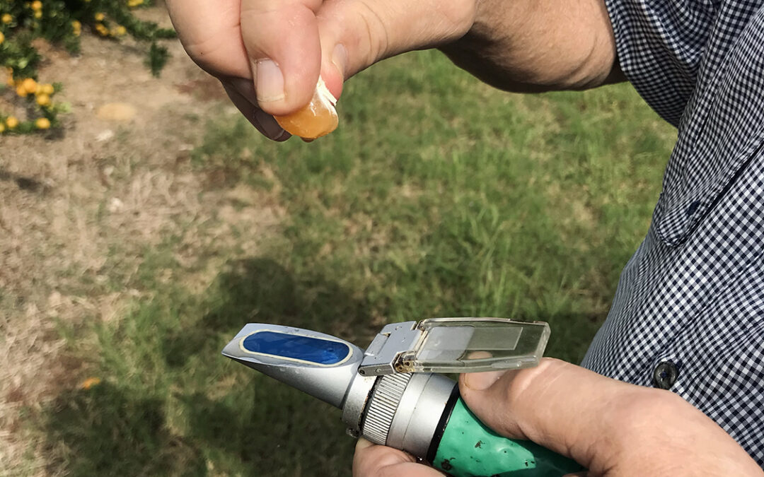 How Sweet are Kishus?