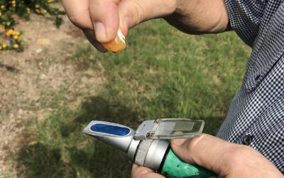 How Sweet are Kishus?