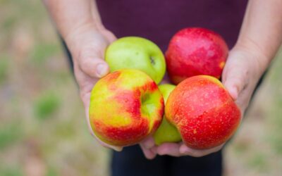 Apple Care Instructions