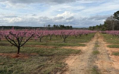 Perfect Winter then Late Frost, Forecast for Summer Road Trip
