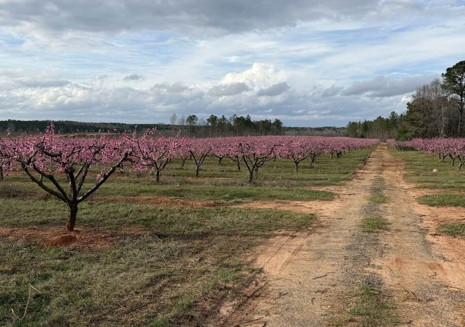 Perfect Winter then Late Frost, Forecast for Summer Road Trip